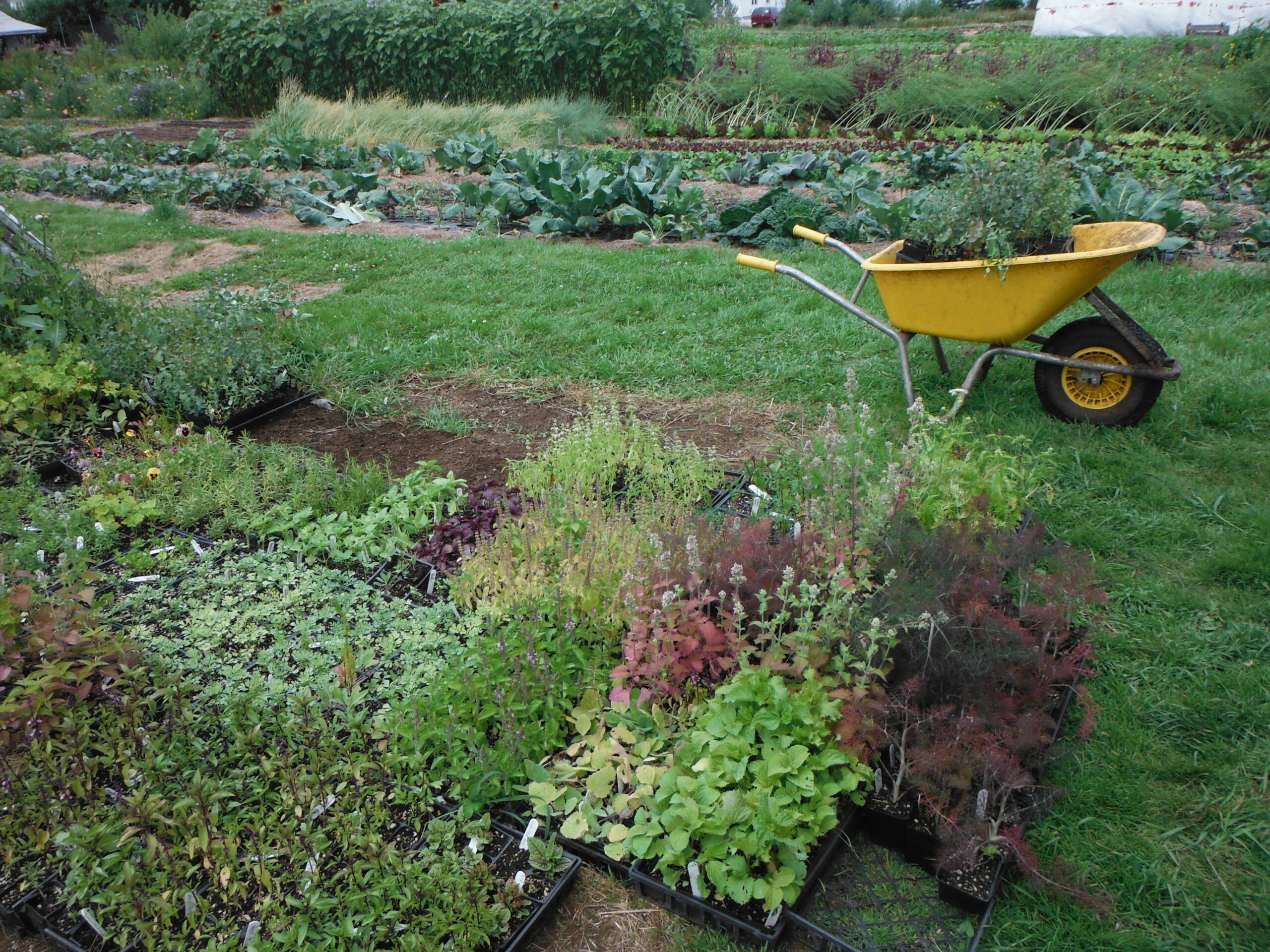 Wild Rose Farm photo
