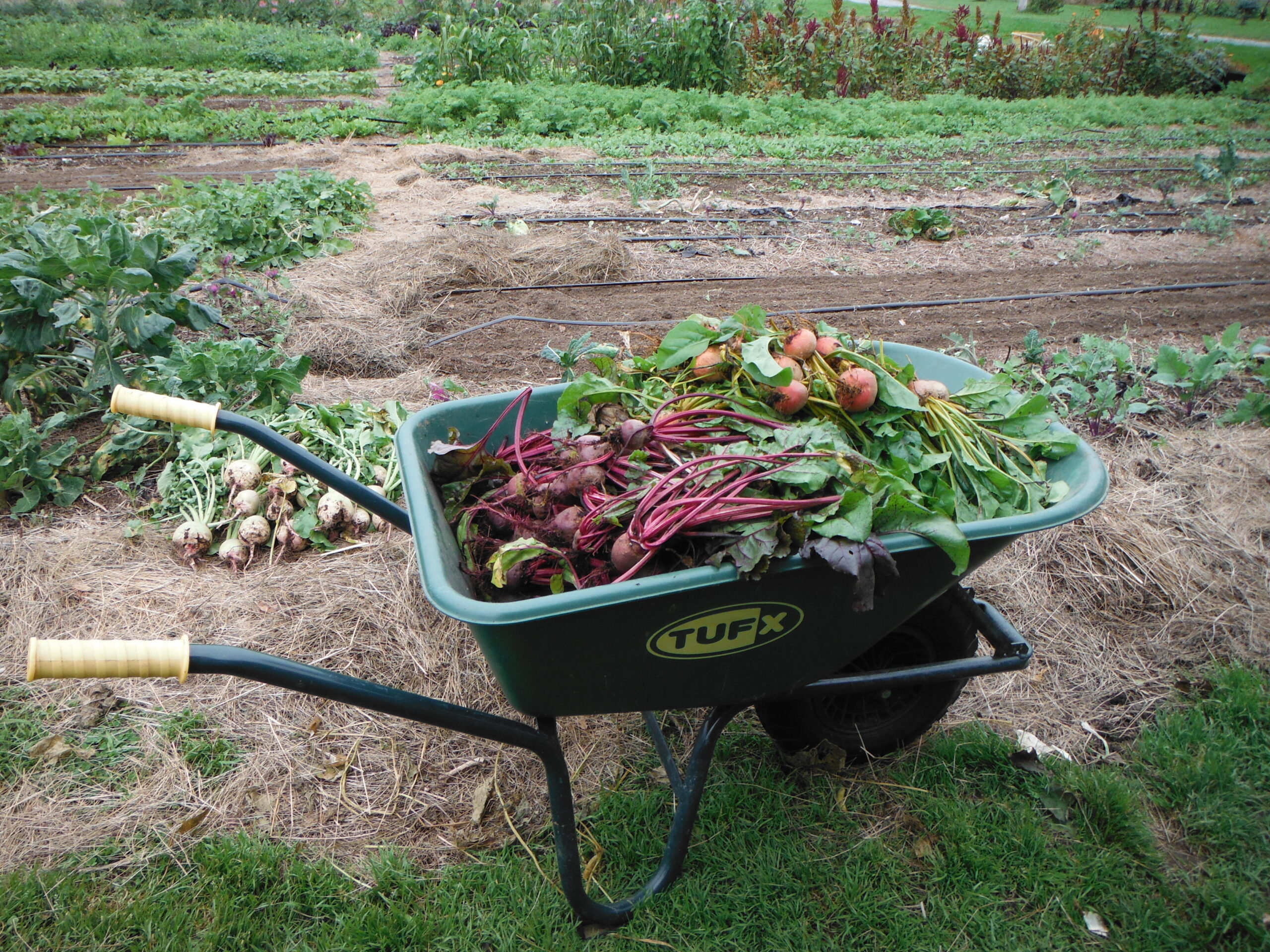 Beets in wheelbarrow at Wild Rose Farm