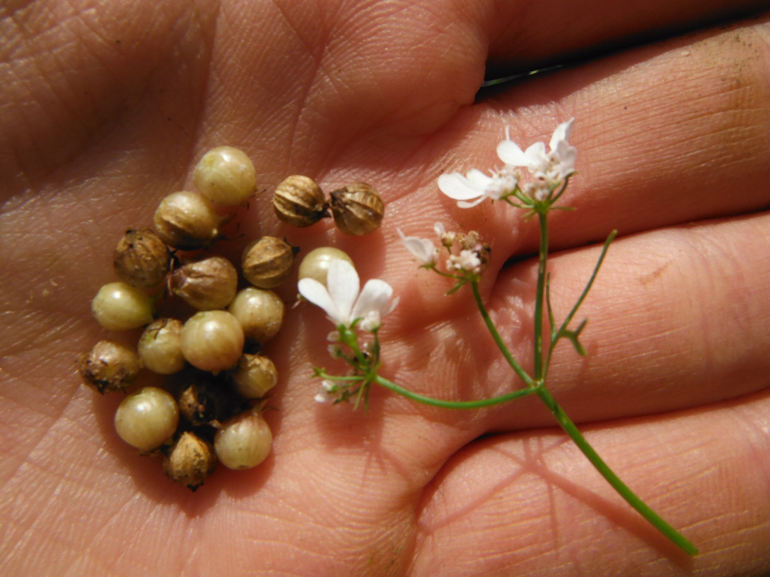 Cilantro and coriander seed harvest