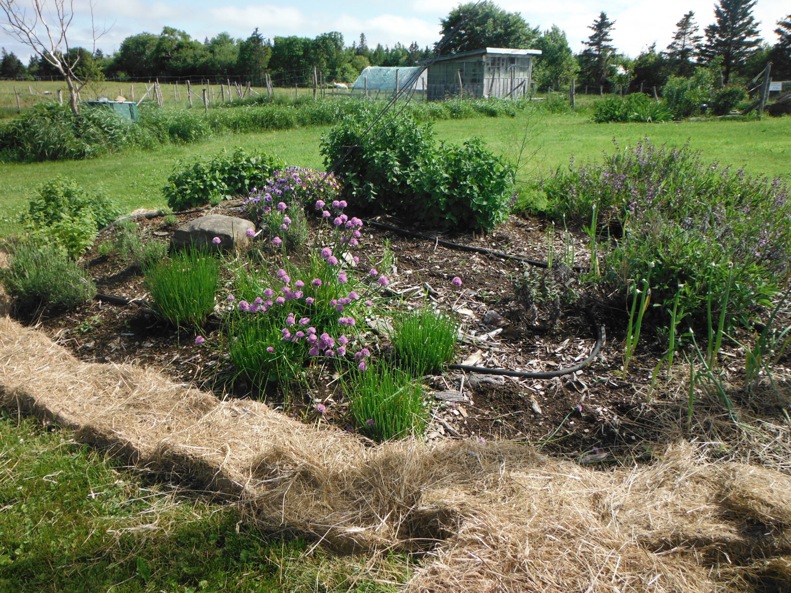 Wild Rose Farm photo