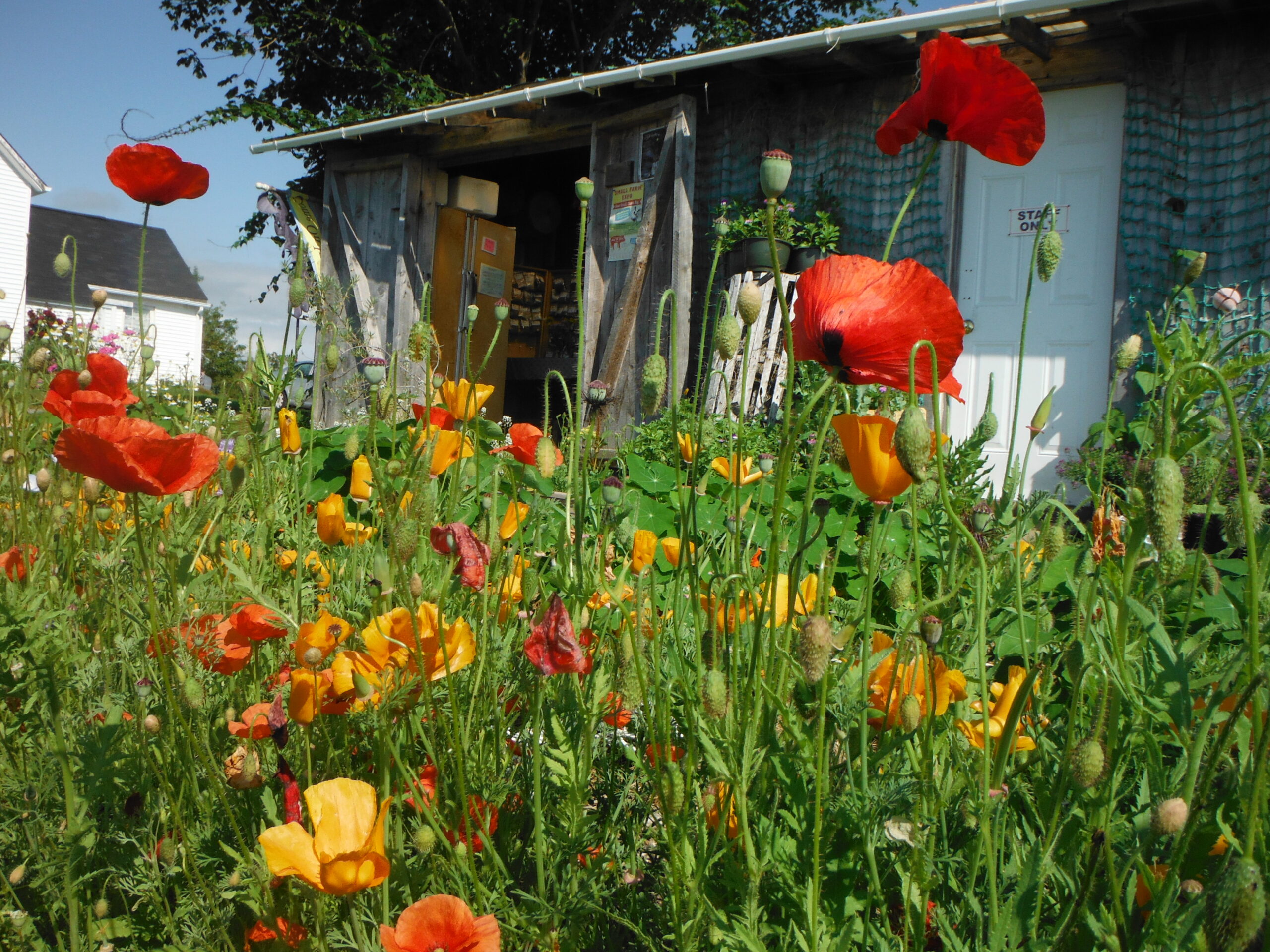 Wild Rose Farm photo