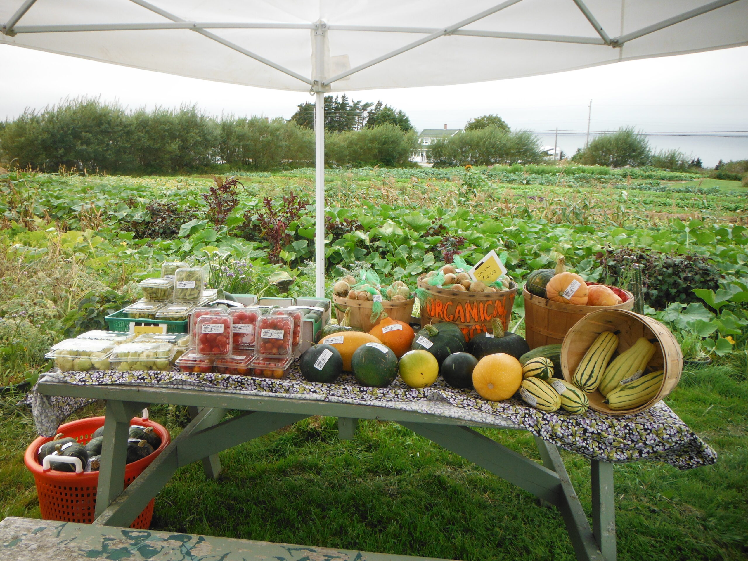 Wild Rose Farm photo