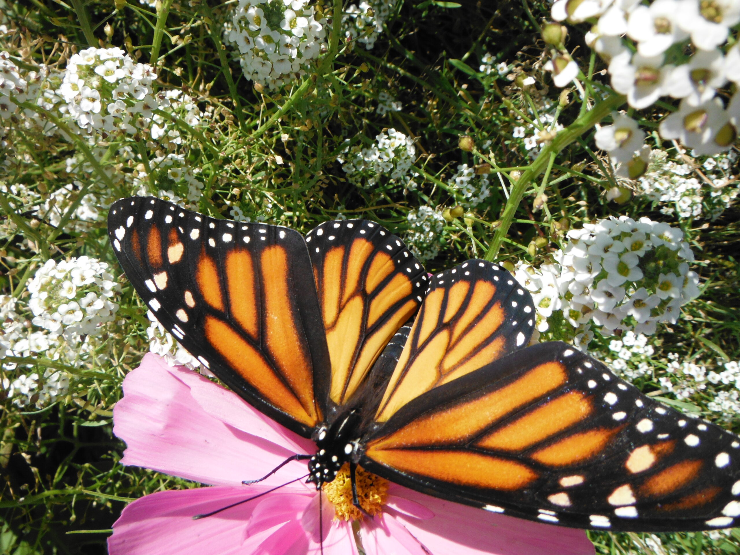 Monarchs at Wild Rose Farm