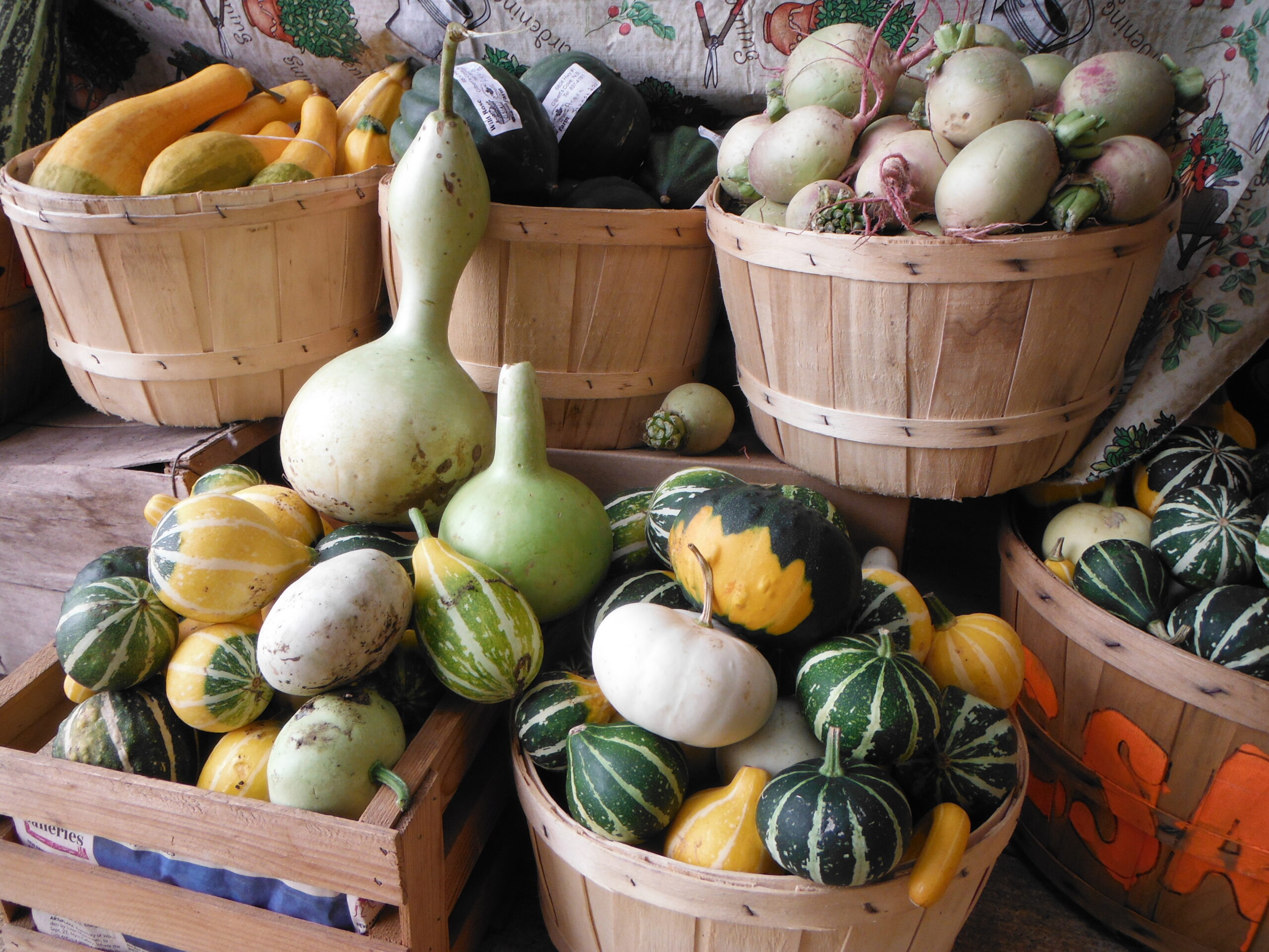 Fall CSA radish squash gourds